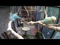 Ringneck Babies Playing In The Outside Flight