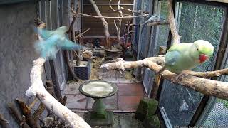 Ringneck Babies Playing In The Outside Flight