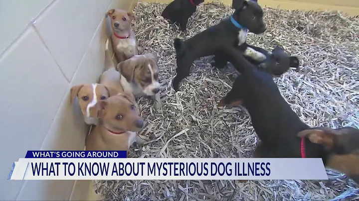 What to know about mysterious dog respiratory illness