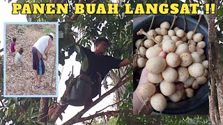 PANEN BUAH LANGSAT UNTUK CEMILAN MALAM TAKBIRAN 