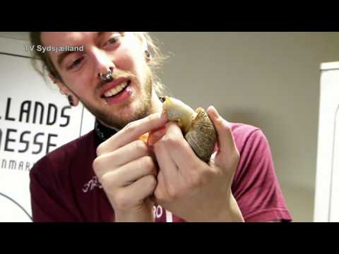 Video: Sådan fodrer du snegle derhjemme