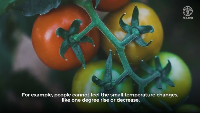 Саяжайдағы табиғатшылардың үйдегі видеосы