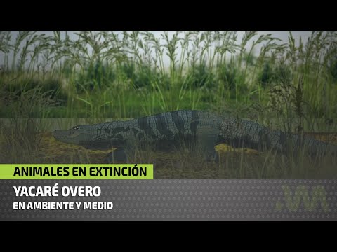 Video: ¿Están en peligro de extinción los caimanes?