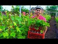 Проращивание вегетирующих саженцев винограда, посадка и уход🍇