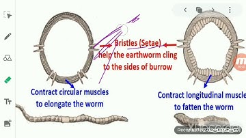ClassVI Science 20 05 2020 by Ms Mridulata Upadhyay