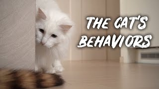 The Cat's Behaviors | Norwegian forest cat