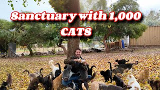 1,000 Cats!!!!