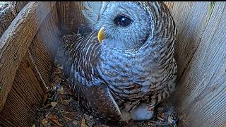 Barred Owlets Poke Their Heads Out From Under Mom In Indiana After Hatch April 14, 2026
