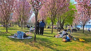 4K SEOUL WALK -  Yeouido Han River/ Seoul Picnic With Cherry blossoms/ City ASMR