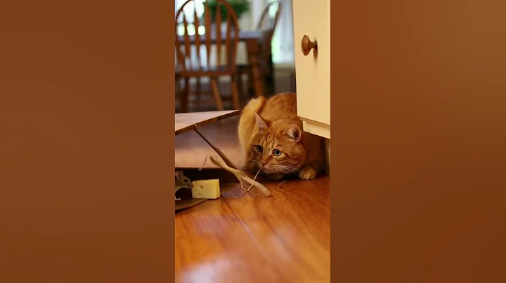 Watch the video about 🐭📦 WOW !Cat Caught Its Own Trap!#cat#dog#AIanimation #AnimalStories #CuteAnimals #AIshorts