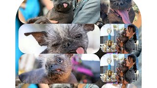 Meet mr happy face the world ugliest dog #uglydog #dogs #100percentpets by 100 PERCENT PETS 5 views 1 year ago 53 seconds