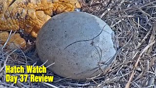 Day 37 Hatch Watch Review 🥚