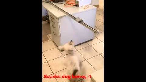 Top Dog in Automation V1