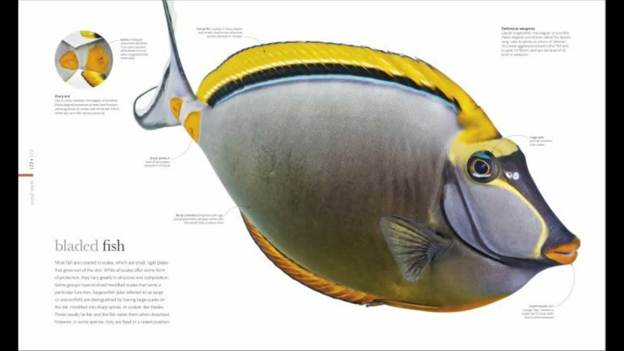 Oceanology: The Secrets of the Sea Revealed free pdf 