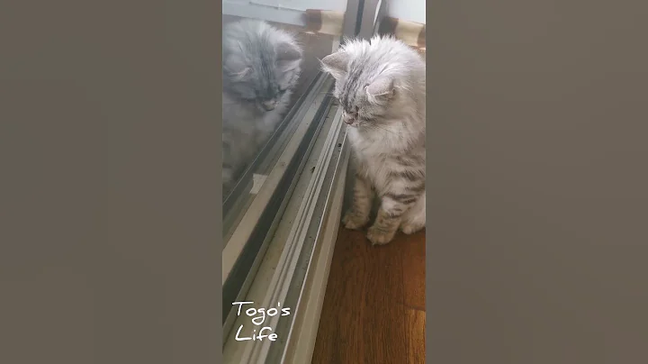 Video 3297701: cute siberian kitten, chaton kitten