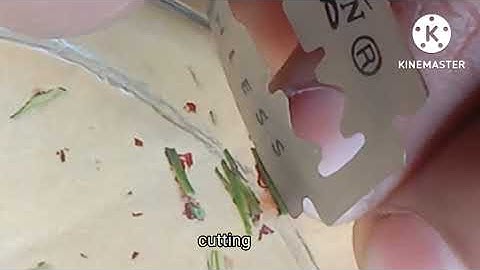 #bryophyta #marchantia thallus vertical section || practical