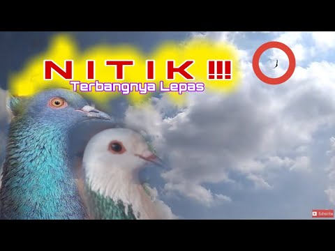 Video: Di Atas 