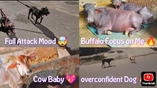 My Daily Work 🥹 Overconfident Dog 🐶 🔥 Buffalo Focus on Me 🔥 😎 Cow Baby 🍼 Full Attack Mood 🤯