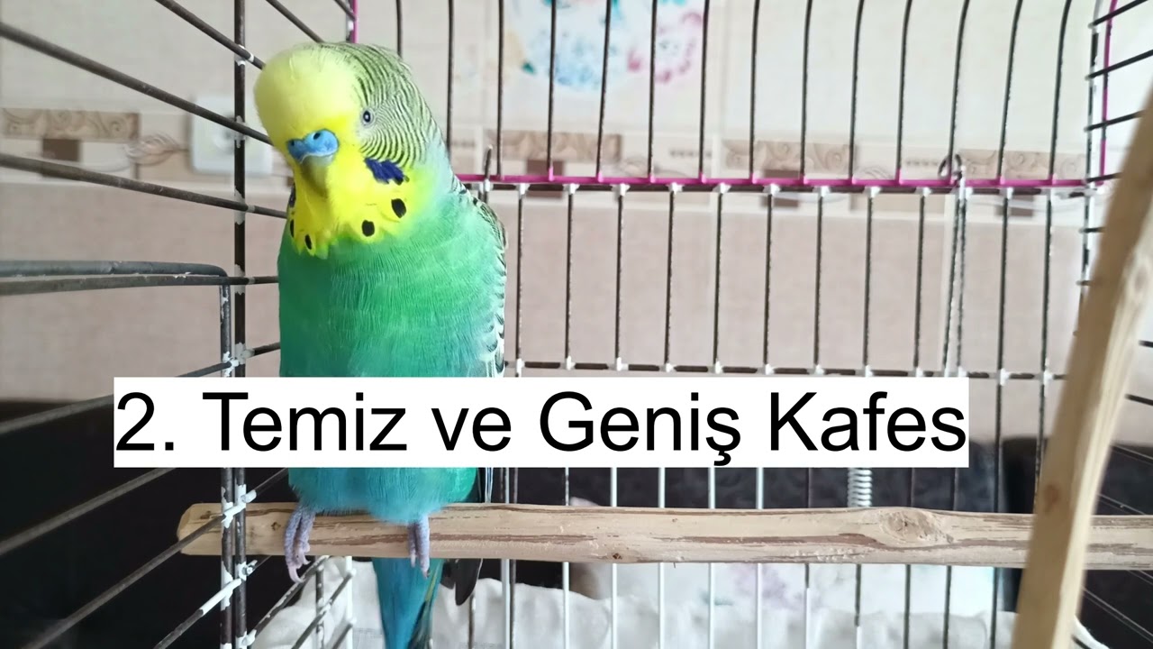 Kuşunuzun Ömrünü Uzatan 5 Sır!   Uzmanlardan Altın Tavsiyeler 🧬 Muhabbet kuşu Sağlığı