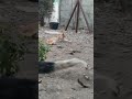 #cat#shortvideo #funny #cute cat