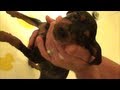 MIN PIN PUPPY FIRST BATH, how to give your small dog a bath