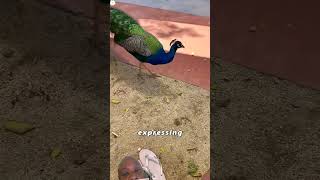 A Peacock shows gratitude and love to its rescuer.
