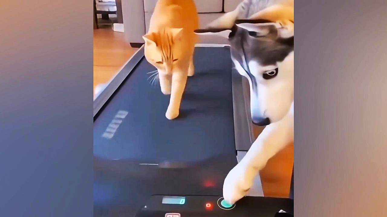 Sportliche Tiere, funny pets.