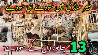 Malir Mandi Se 13 Janwaro K Soday | Cow Mandi 2024