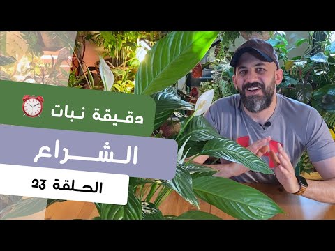فيديو: معلومات كوبرا ليلي - كيفية زراعة نباتات كوبرا ليلي جرة
