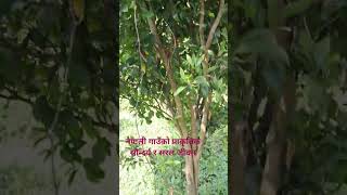 "हाम्रो गाउँको प्राकृतिक सौन्दर्य, सरल जीवनशैली र रमाइला दृश्यहरू यस #humaninterest