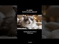 [short] AI ASMR 'Cat Crunchy Sound' (No Talking)