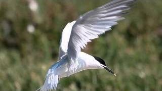 Taking a look at Terns 2: Roseate, Sandwich and Little Tern