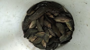 Chia sẻ kinh nghiệm câu cá rô lớn