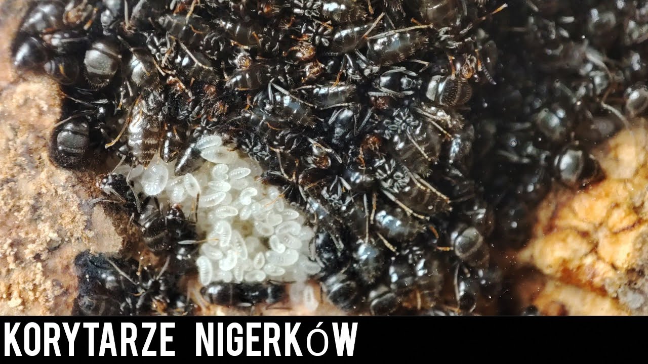Nigerki i ich korytarze😁-Lasius, Myrmica i Temnothorax