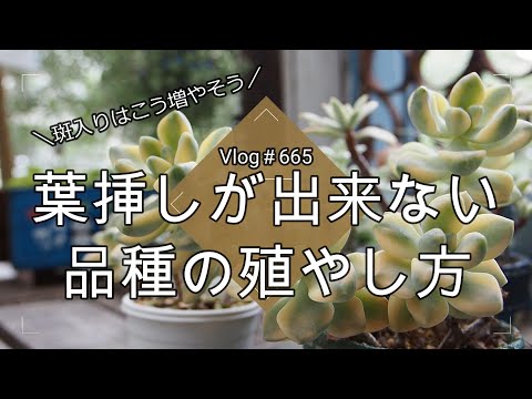 Vlog 665] [Succulents] How to propagate varieties that cannot be