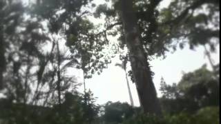 Museo Quinta de Anauco