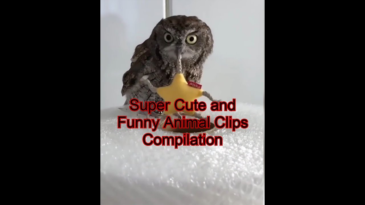 Super Cute and Funny Animal Clips Compilation YouTube