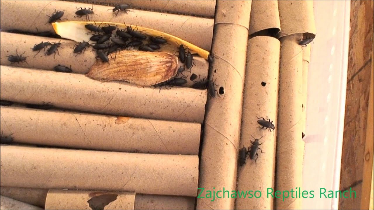 beetlejuice superwormbeetle (Zophobas morio)