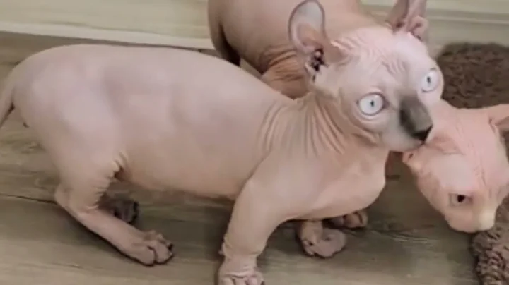 Watch the video about Cute British short hair and canadian sphynx cats 😺