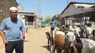 Gujri Ke Heavy Goats Wholesale Main Bakre At Darr-e-Arqam Goat Farm Jungle Direct. 
