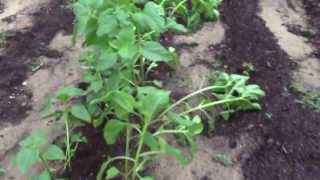 Garden Update 2 After Bad Storm (May 2013)