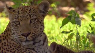 Leopard reflections - agility