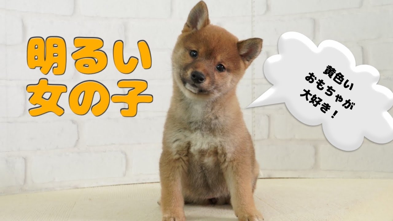 【mame-柴 】 豆柴】子犬 1/8 女の子♀1 摂州宝山荘 mameshiba dog Puppy （mame