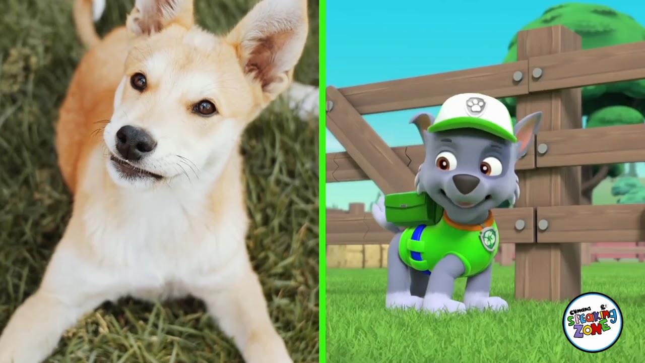 Aprende Razas de perros en Inglés con Paw patrol - YouTube
