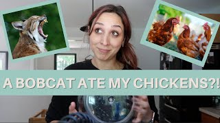 STORY TIME AND CLEAN MY KITCHEN WITH ME | BOBCAT ATE MY CHICKENS!