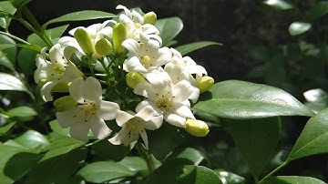 Tác dụng tuyệt vời của cây nguyệt quế với sức khỏe