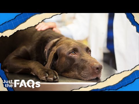 Video: Udbrud af hundeinfluenza Har husdyrforældre og virksomheder taget ekstra forholdsregler