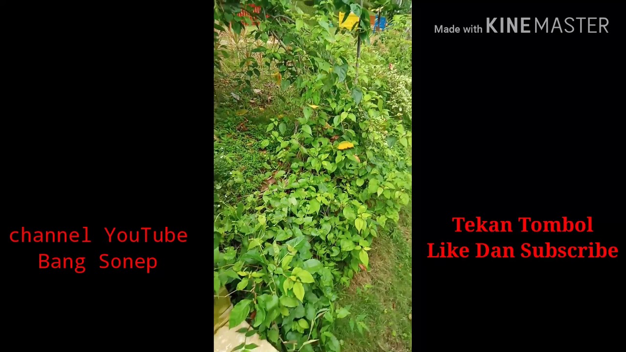 Cara melihat lokasi proyek - YouTube