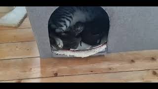 2 day old Egyptian Mau kittens by Karlskoga Katthotell & Butik 587 views 2 years ago 37 seconds