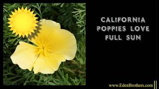 Yellow california poppy seeds:
https://www.edenbrothers.com/store/ca-poppy-chrome-queen.html today,
we will be growing chrome queen from seed. pop...